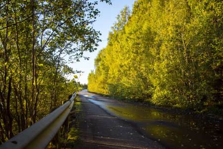 Nice road at sunset surrounded by nature and trees.