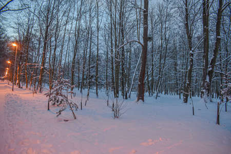 Winter forest, winter landscape, trees covered with snowの写真素材