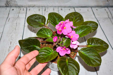 Person is take care of his home plant