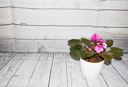 Home plantの写真素材