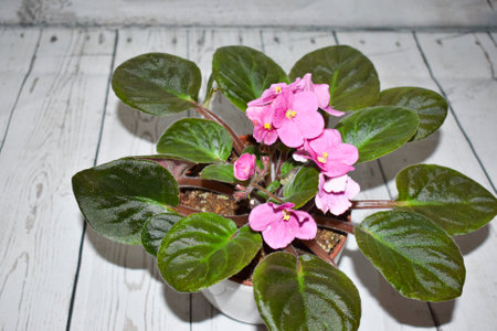 Beautiful pink home flowerの写真素材