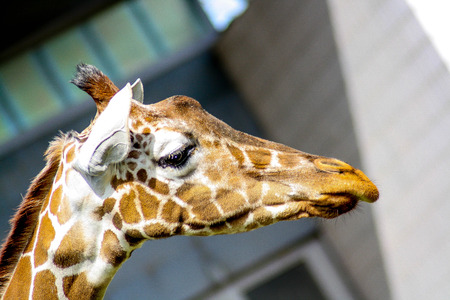 Giraffeの写真素材