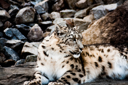 Snow Leopard