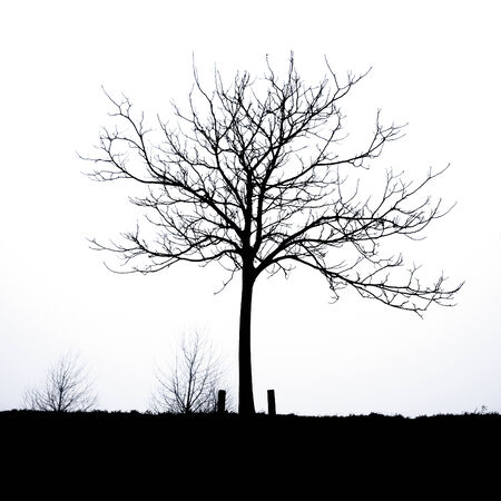 Under the Treeの写真素材