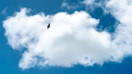 Bird and skyの写真素材