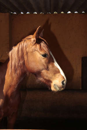 Horse profile in a stableの写真素材
