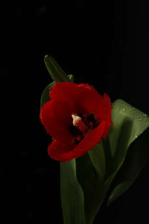 Red tulip with dropsの写真素材