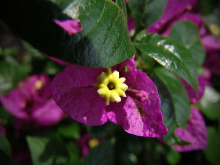 Purple bougainvilleaの写真素材