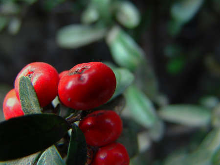 Old mistletoeの写真素材