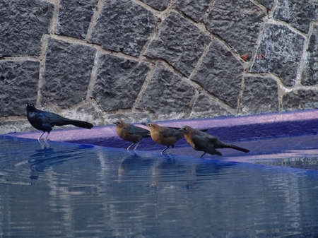 Thirsty birdsの写真素材