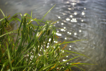 sunlight twinkling and reflecting off lake water