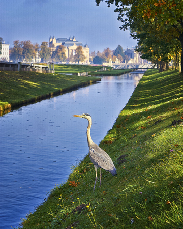 Gray heron is looking for the food in the channel in Schwerin City, Mecklenburg-Vorpommern, Germanyのeditorial素材