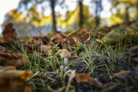 small mushroom in forest moss with trees in the backgroundの写真素材