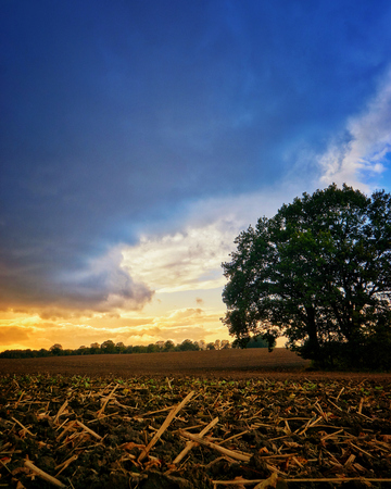 Fields with tree and sunsetの写真素材