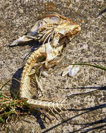 Skeleton of fish bones on the beach.