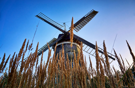 Dutch windmill behind the cornfield, in Benz on the island of Usedom. Germanyの写真素材