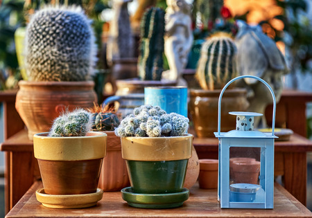 Collection of old retro cactus decorations.