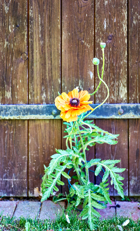 Red poppies in front of a wooden door.の写真素材