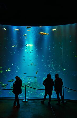 Silhouettes of people in front of a giant aquarium in a museum.の写真素材