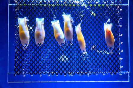 Shark embryos in eggs with blue background.