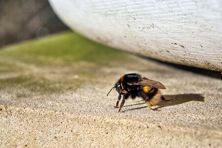 Bumblebee in autumn with blurred background.
