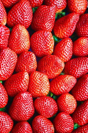 Freshly harvested red strawberries directly above as a background.の写真素材