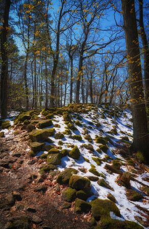 Snow and stones with moss in the forest.の写真素材