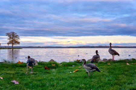 Egyptian goose eat at the lake. Beautiful natural scene with colorful clouds in the sky.の写真素材