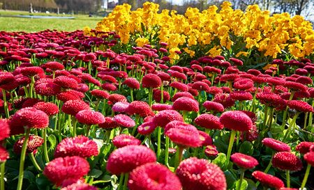 A meadow of pink daisies with a yellow blurred background. (Bellis perennis)
