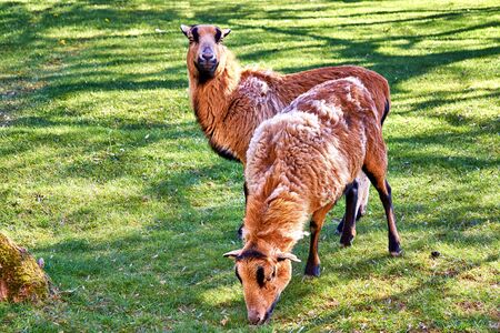 Cameroon sheep graze in a green pasture. Breed Ovis aries.