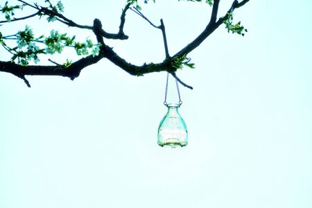 Glass vase hangs on chains in an old tree on a white background.の写真素材