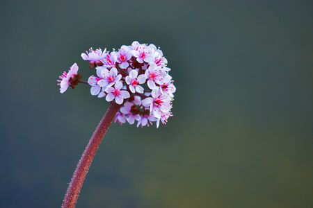 Pink flower ball against a green background.の写真素材