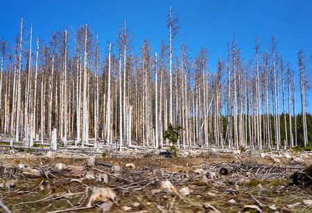 Dying forest in Germany. Through climate change, drought and bark beetles. Dynamics through motion...
