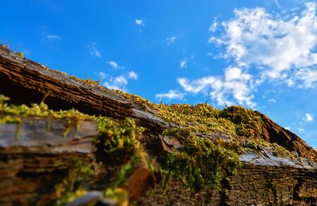 Green moss on the old tree bark with blue sky in the background.の写真素材