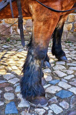 Close up of horse leg with hoof on paving stones.の写真素材