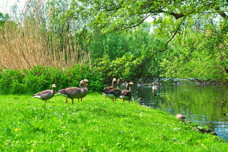 Greylag geese by the water in a green meadow. (Anser anser domesticus)の写真素材