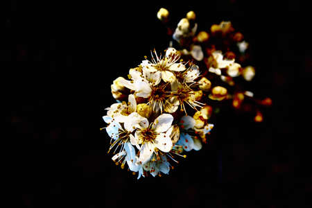 Cherry blossoms and buds on a black background.の写真素材
