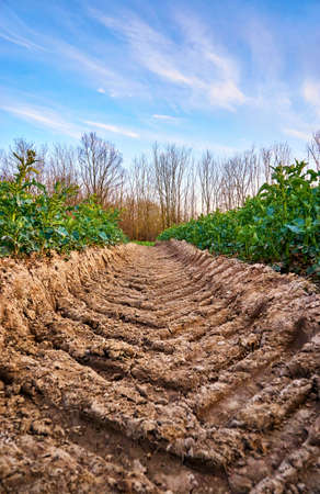 Track of a heavy tractor on a field with trees and blue sky in the background.