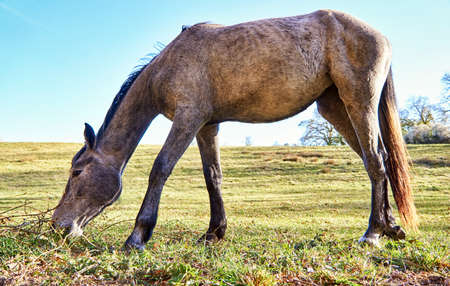 A grazing horse in a green field.