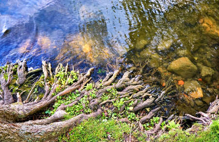 Roots of a tree entwine in the water of a lake.の写真素材