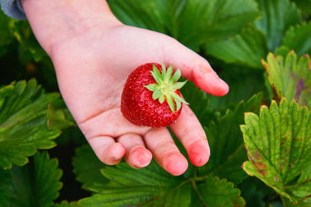 Freshly picked red strawberry in a childs hand.の写真素材