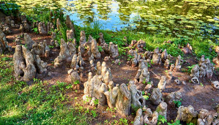 Bald cypress aerial roots by the river with water lilies.の写真素材