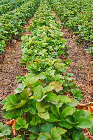 Strawberry plants in a field for picking yourself.の写真素材