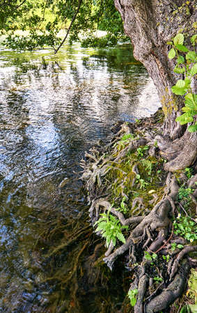 Tree roots meander from the bank into the water of a river.