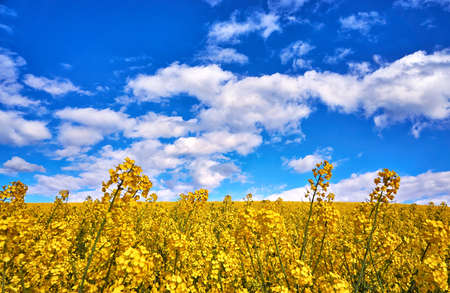 Rapeseed flowers on a yellow canola field with a blue sky and white clouds in the background.