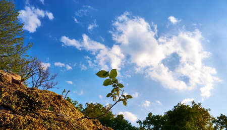 Small tree branch with green leaves on green moss with blue sky and white clouds in the background.の写真素材
