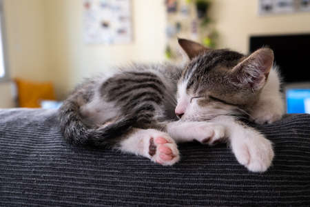 white and gray tabby kitten close-up sleeping happily at home in confinement by COVID19の写真素材