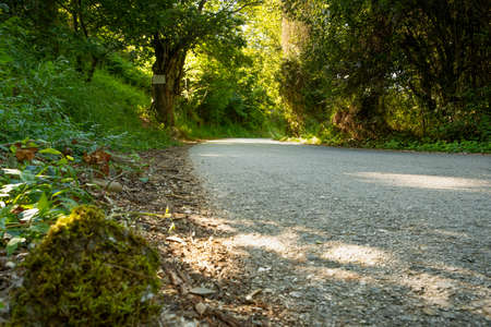 path in the middle of chestnut trees on the roads of northern Spain with vegetation and very green moss.の写真素材