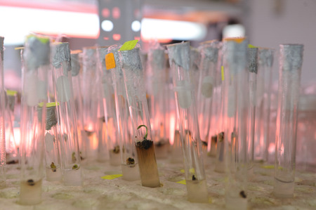 Close up row of glass bottle plant tissue culture on shelf in laboratory. Plants