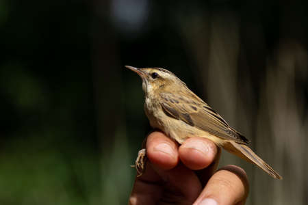 Scientists holding a ringed Sedge Warbler (Acrocephalus schoenobaenus) in a bird banding/ringing sessionの写真素材